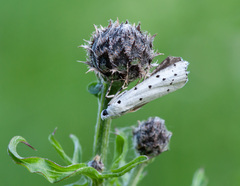 Myelois circumvoluta