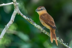 Pachyramphus castaneus