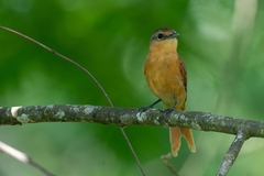 Pachyramphus castaneus