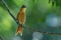 Pachyramphus castaneus