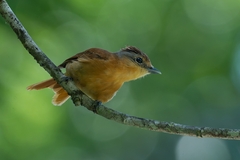 Pachyramphus castaneus