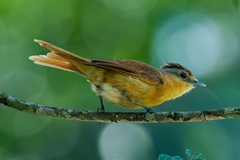 Pachyramphus castaneus