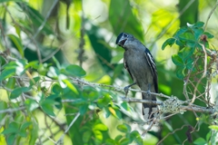 Pachyramphus polychopterus