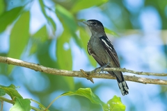 Pachyramphus polychopterus