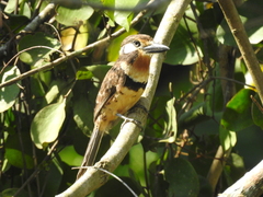 Hypnelus ruficollis