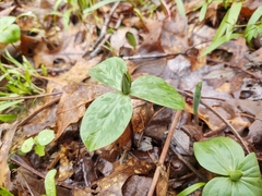 Trillium sessile
