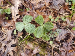 Trillium sessile