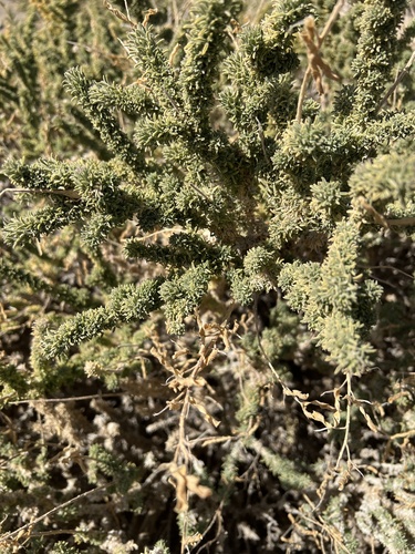 Sticky Adenocarpus (Adenocarpus viscosus)