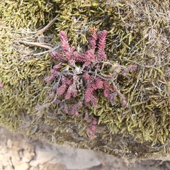 Sedum moranense