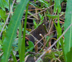 Oryzomys palustris