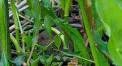 Oryzomys palustris
