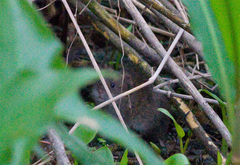 Oryzomys palustris