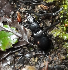 Plocamostethus planiusculus