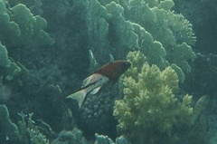 Bodianus anthioides