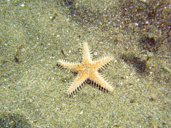 Astropecten