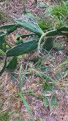 Opuntia cochenillifera