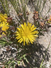 Lampranthus bicolor