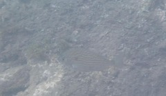 Archosargus rhomboidalis