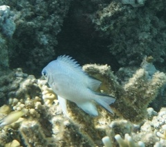 Amblyglyphidodon indicus