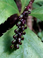Chloranthus oldhamii