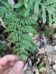 Asplenium adiantum-nigrum