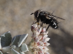 Gonia umbripennis