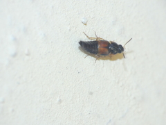 Tachyporus hypnorum