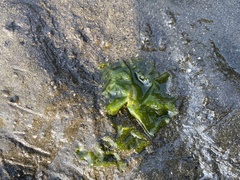 Ulvaceae