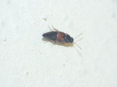 Tachyporus hypnorum