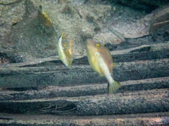Canthigaster rostrata