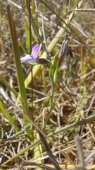 Psoralea alata