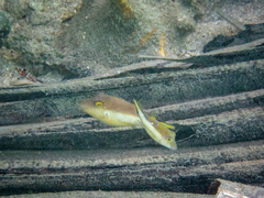 Canthigaster rostrata