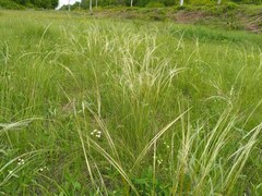 Stipa pennata