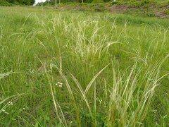 Stipa pennata