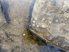 Amphibalanus amphitrite