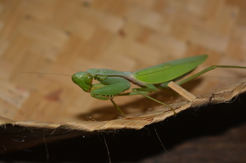 Golden-armed Mantis