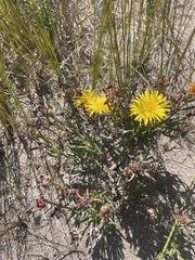 Lampranthus bicolor