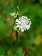 Astrantia