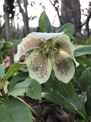 Helleborus