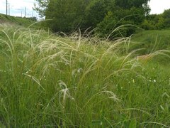 Stipa pennata