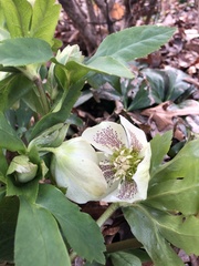 Helleborus