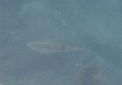 Sepioteuthis sepioidea