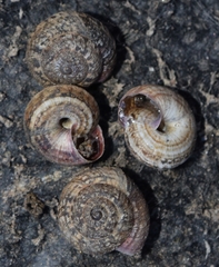 Xerosecta reboudiana