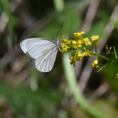 Pieris virginiensis