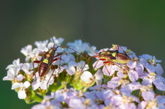 Calocoris roseomaculatus