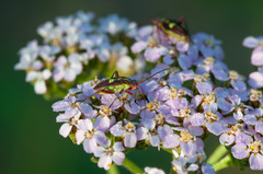 Calocoris roseomaculatus