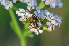 Calocoris roseomaculatus