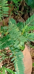 Phyllanthaceae