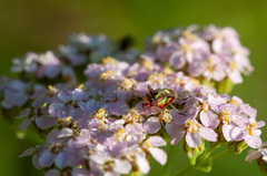 Calocoris roseomaculatus