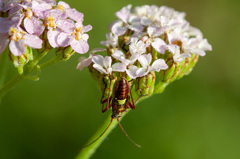 Calocoris roseomaculatus